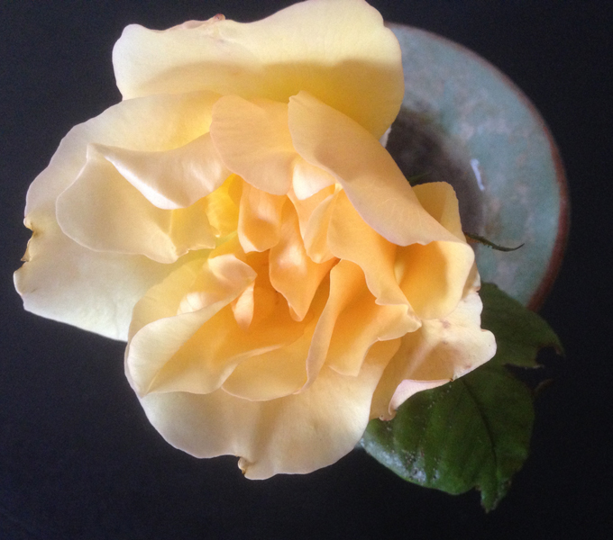 tostock yellow rose