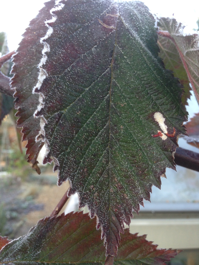 Frosted leaf of a thornless, cultivated blackberry.