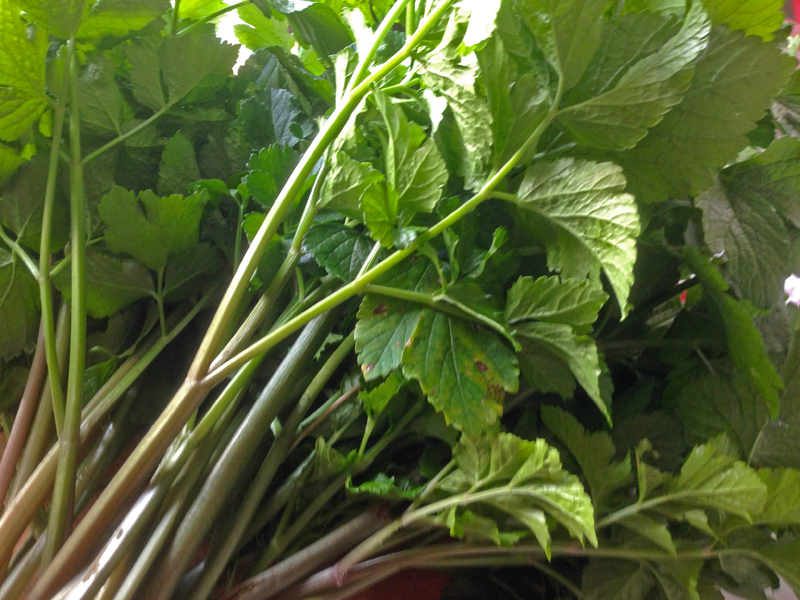 I cut several stems with leaves from the alexander plants growing in my garden.