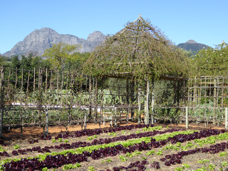 lettuce rows in south africa