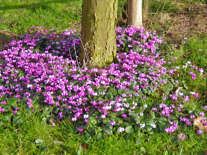 The magenta-pink flowers of Cyclamen coum