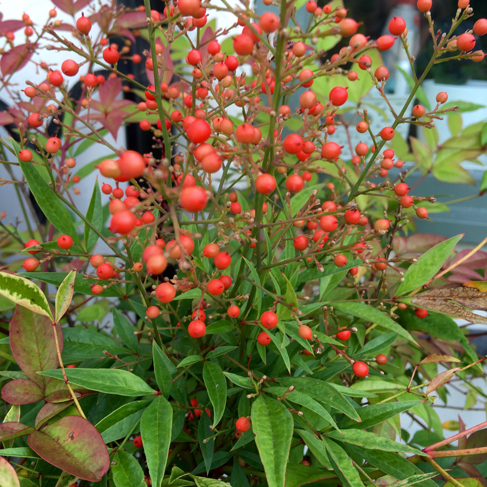 Nandina domestica berries brighten the season, especially since the pigeons completely wiped out the holly berries by early November!
