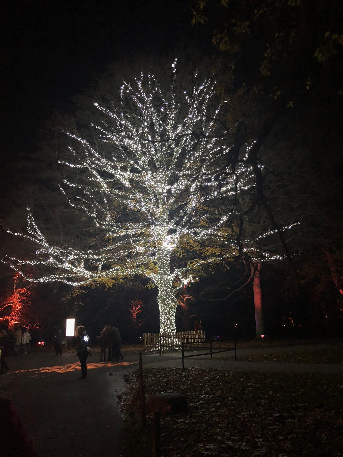 christmas lights on beech tree at kew 