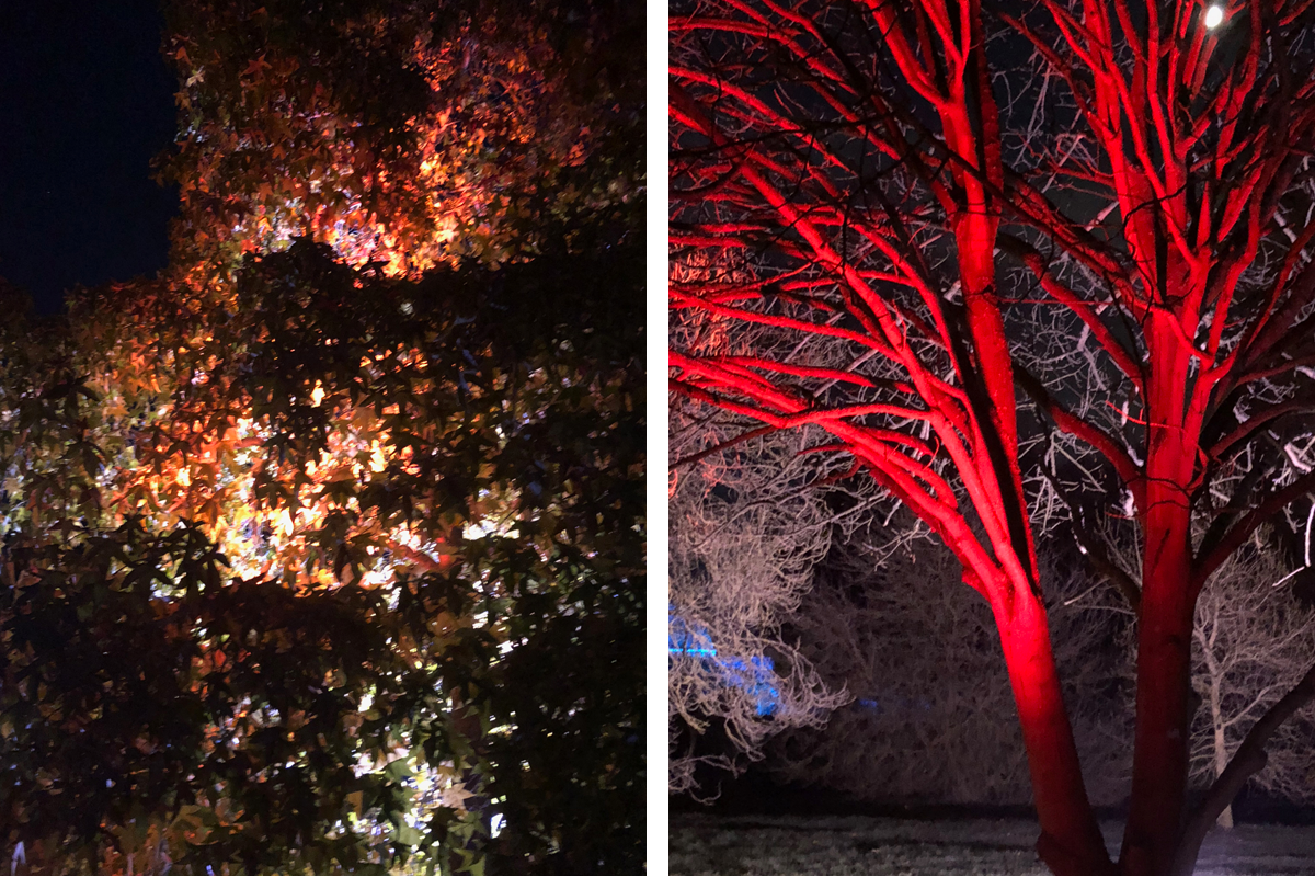 Trees lit up for Christmas at Kew Gardens